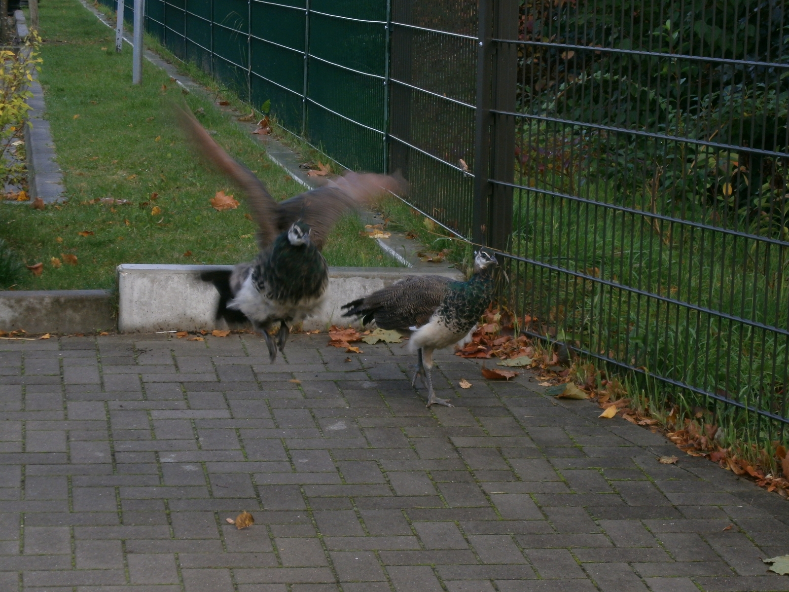 Vorschau